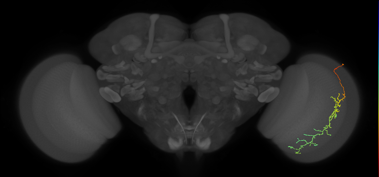 Cm10_R (MaleCNS:48700)