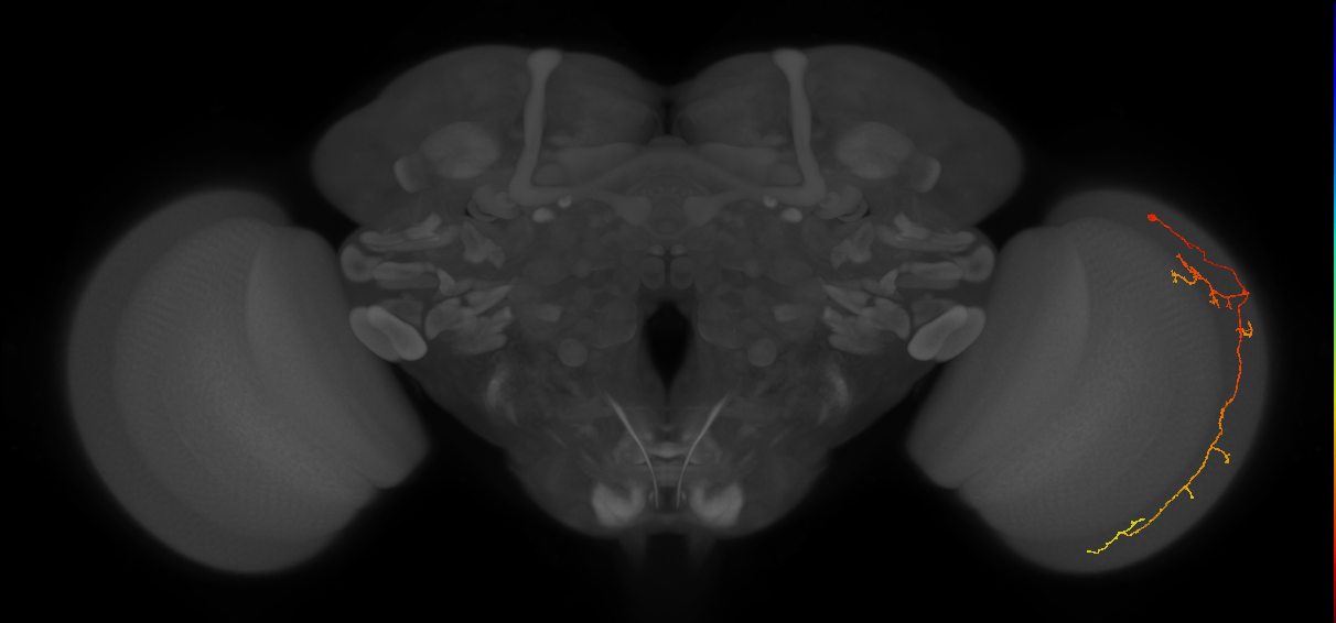 Cm10_R (MaleCNS:46643)
