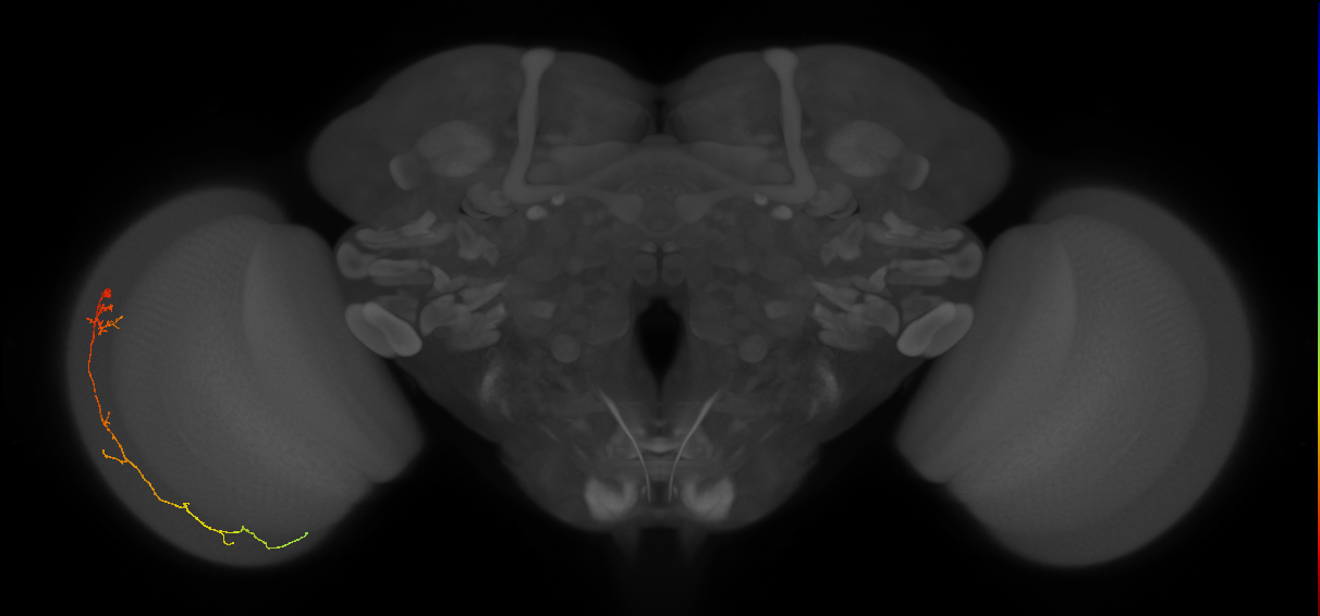 Cm10_L (MaleCNS:175920)