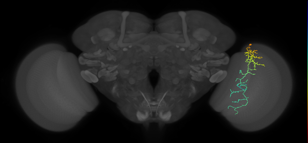 Cm10_R (MaleCNS:48200)