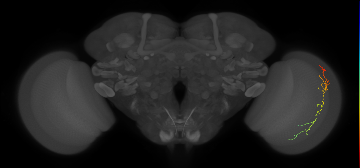 Cm10_R (MaleCNS:76460)