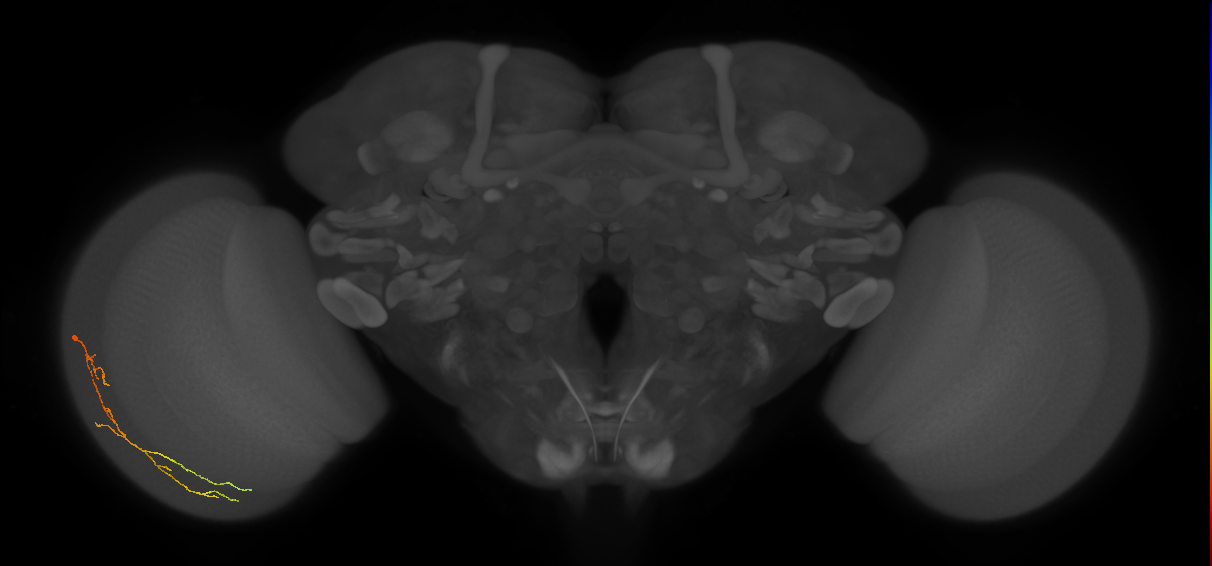 Cm10_L (MaleCNS:173964)