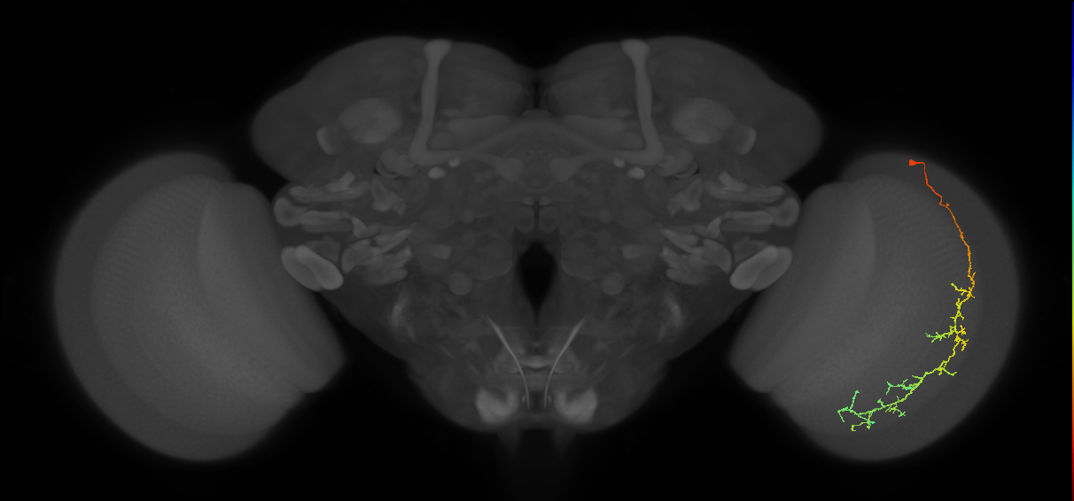 Cm10_R (MaleCNS:50753)