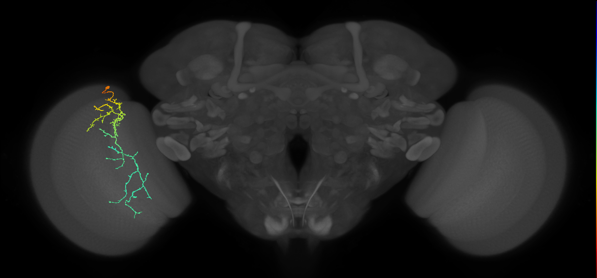 Cm10_L (MaleCNS:54557)