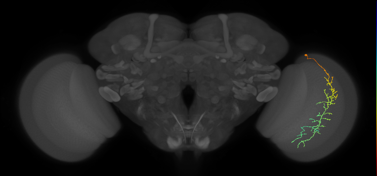 Cm10_R (MaleCNS:43626)