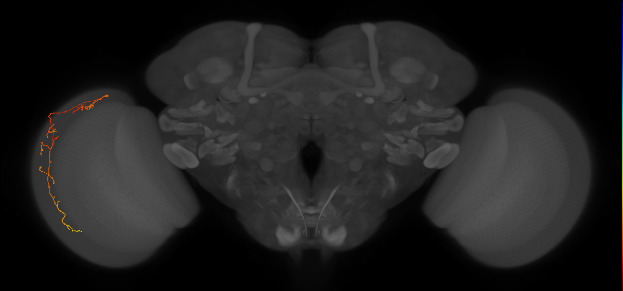 Cm10_L (MaleCNS:136746)