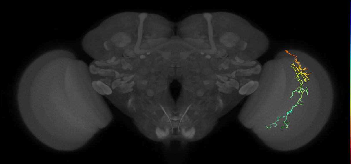 Cm10_R (MaleCNS:49170)