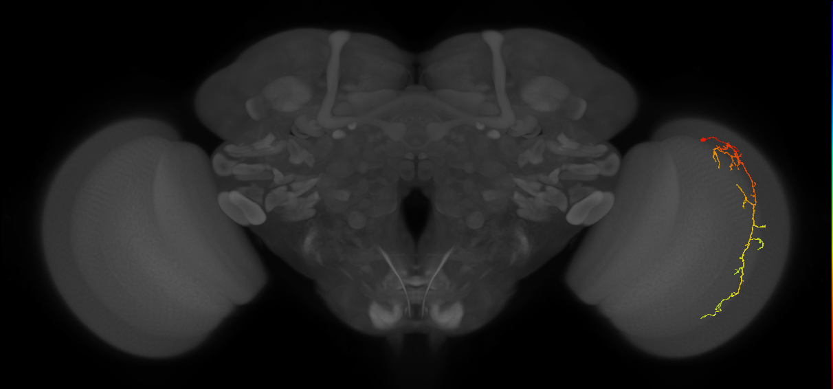 Cm10_R (MaleCNS:73182)
