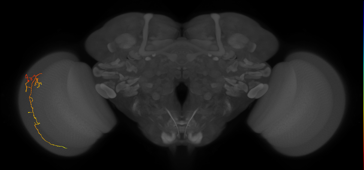 Cm10_L (MaleCNS:926206)