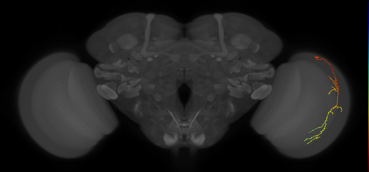 Cm10_R (MaleCNS:555072)