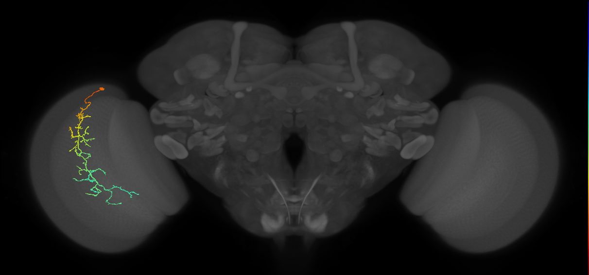 Cm10_L (MaleCNS:547600)