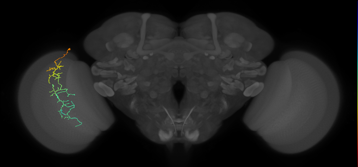 Cm10_L (MaleCNS:342752)