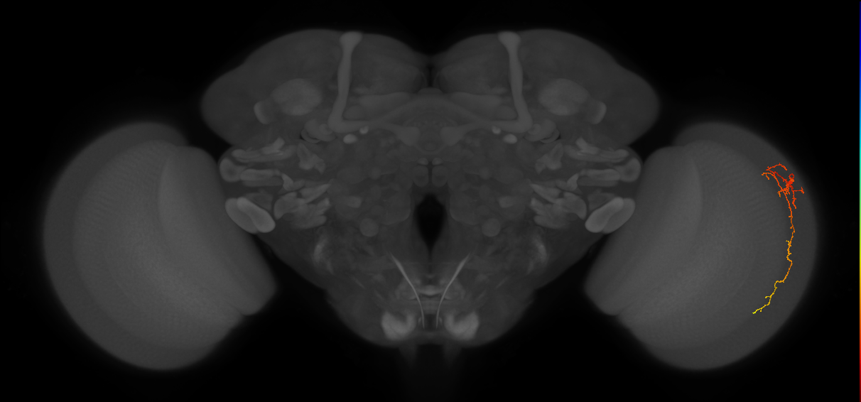 Cm10_R (MaleCNS:97930)
