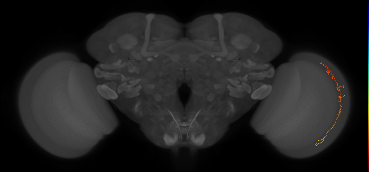 Cm10_R (MaleCNS:86327)