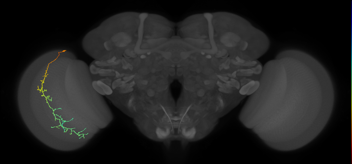 Cm10_L (MaleCNS:53737)