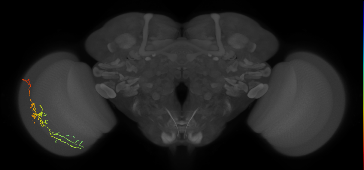 Cm10_L (MaleCNS:537057)