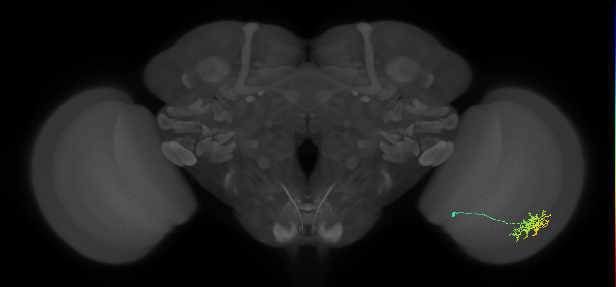 Cm11a_R (MaleCNS:58179)