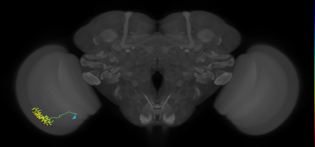 Cm11a_L (MaleCNS:97912)