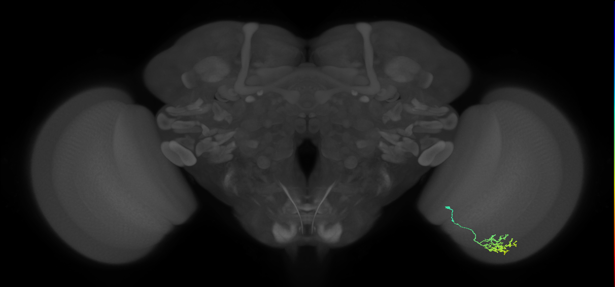 Cm11a_R (MaleCNS:95816)