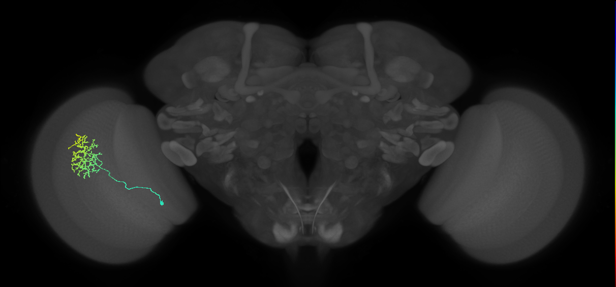 Cm11a_L (MaleCNS:50008)