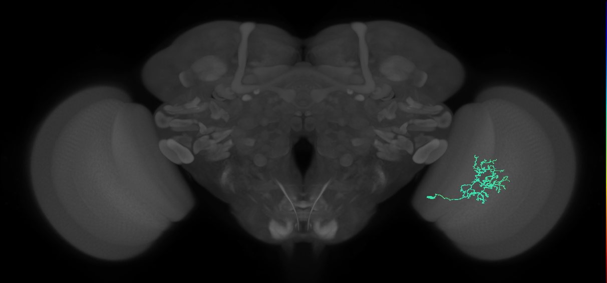 Cm11a_R (MaleCNS:66653)