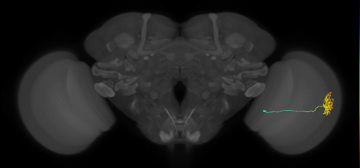 Cm11a_R (MaleCNS:55989)