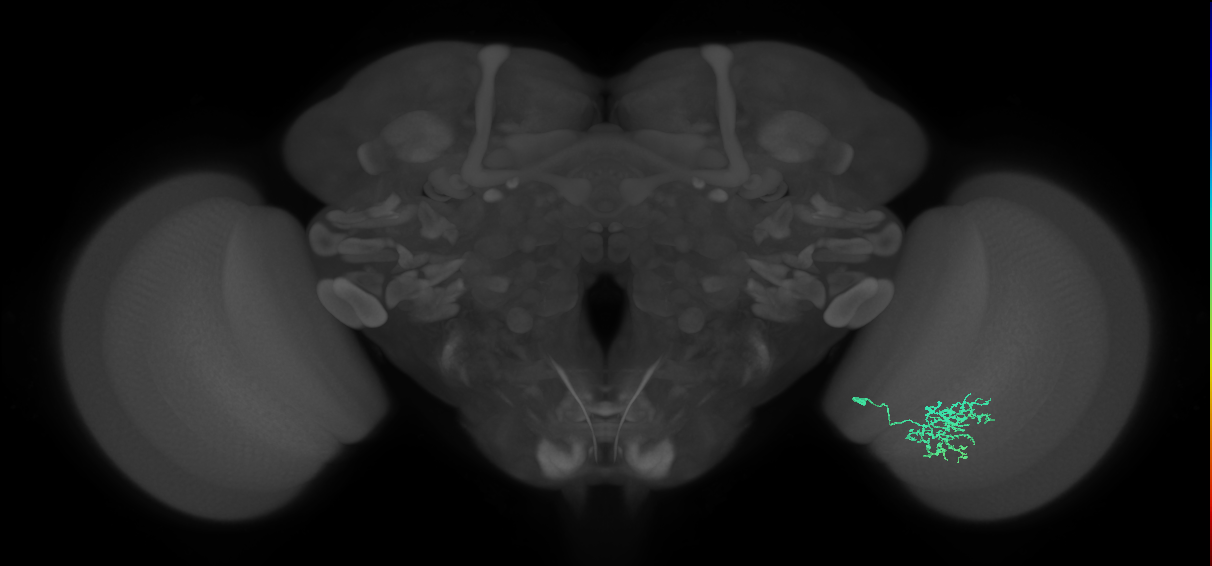 Cm11a_R (MaleCNS:70274)
