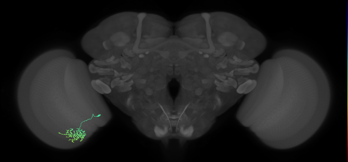 Cm11a_L (MaleCNS:523963)