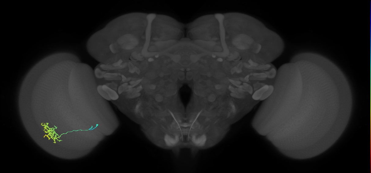 Cm11a_L (MaleCNS:86035)