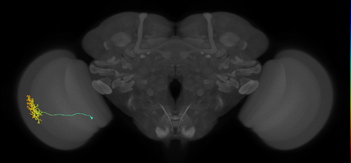 Cm11a_L (MaleCNS:19310)