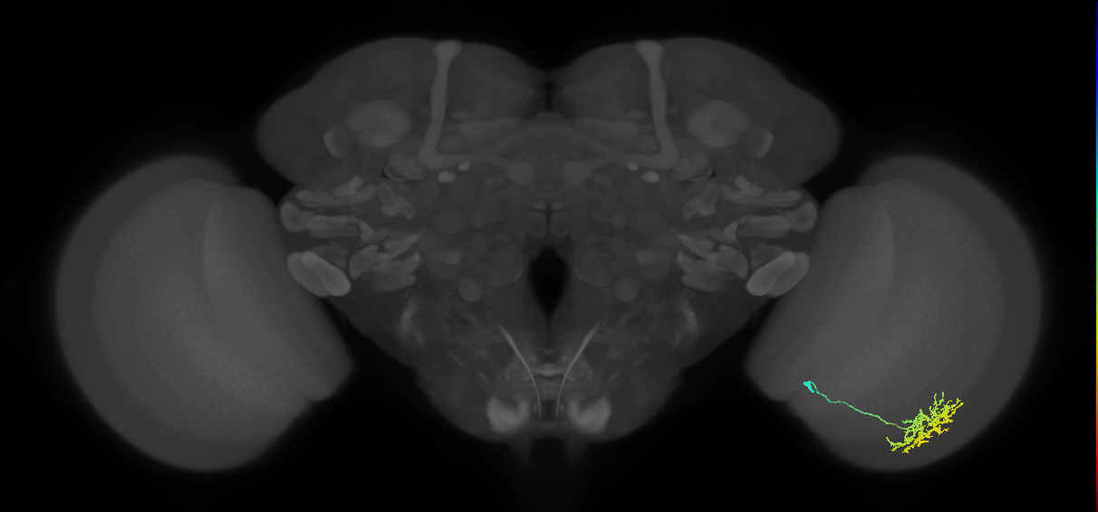 Cm11a_R (MaleCNS:55979)