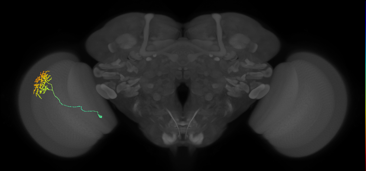 Cm11a_L (MaleCNS:45995)