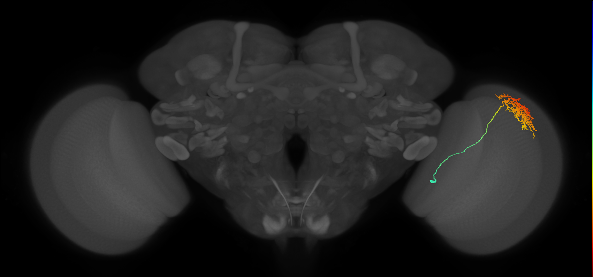 Cm11a_R (MaleCNS:39154)