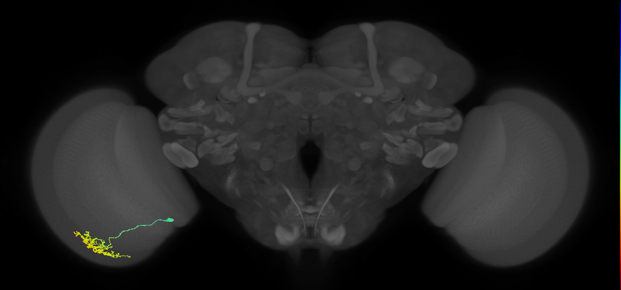 Cm11a_L (MaleCNS:57686)
