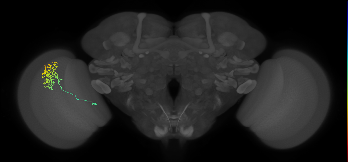 Cm11a_L (MaleCNS:50246)