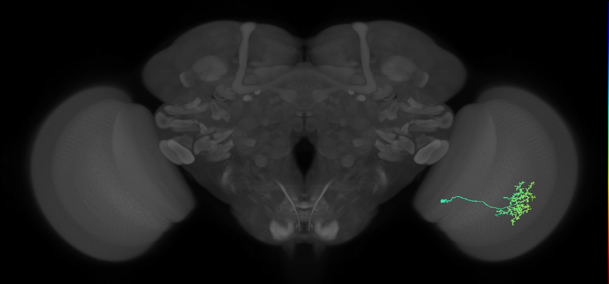 Cm11a_R (MaleCNS:72360)