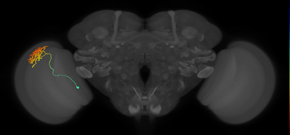 Cm11a_L (MaleCNS:37001)
