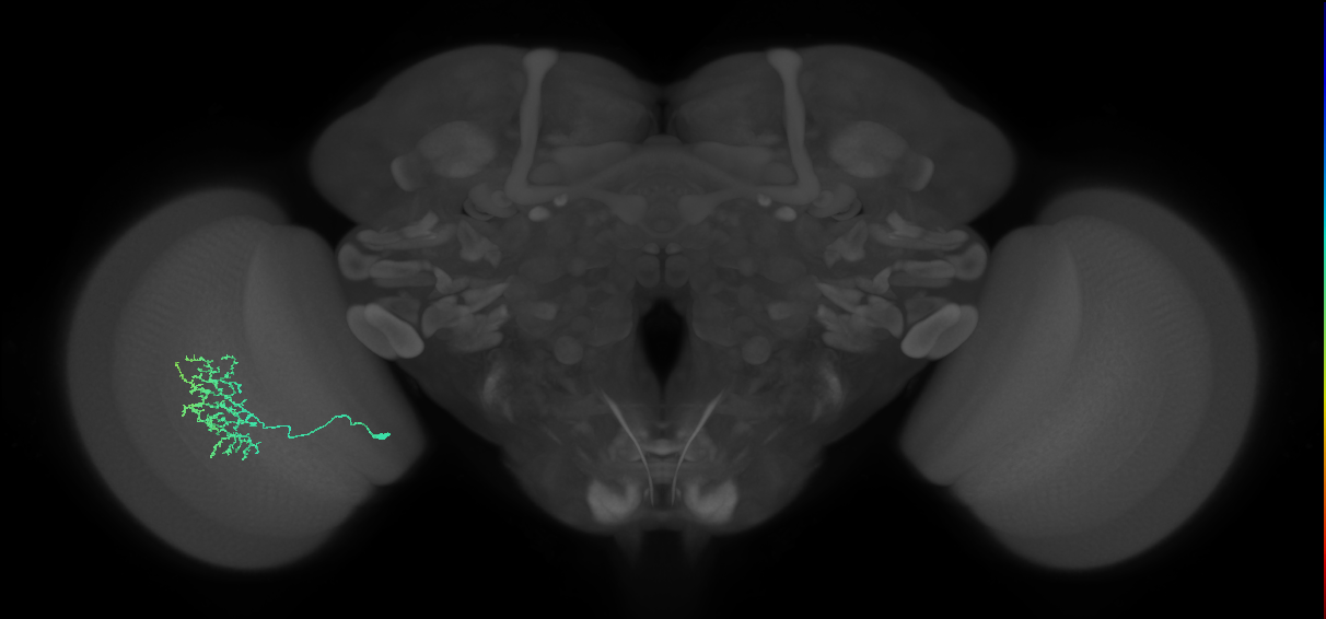 Cm11a_L (MaleCNS:61240)