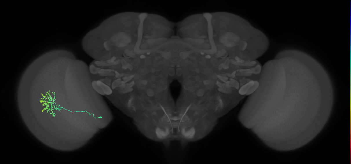 Cm11a_L (MaleCNS:54608)