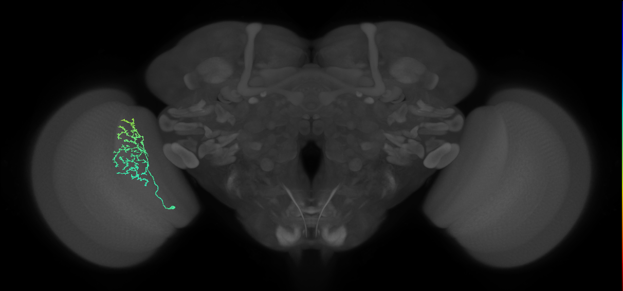 Cm11a_L (MaleCNS:87445)