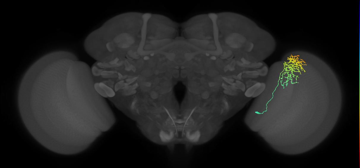 Cm11a_R (MaleCNS:38867)