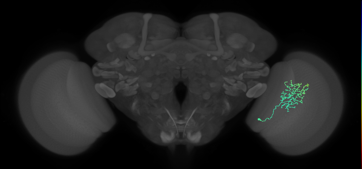 Cm11a_R (MaleCNS:57189)