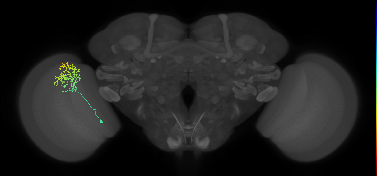 Cm11a_L (MaleCNS:53601)