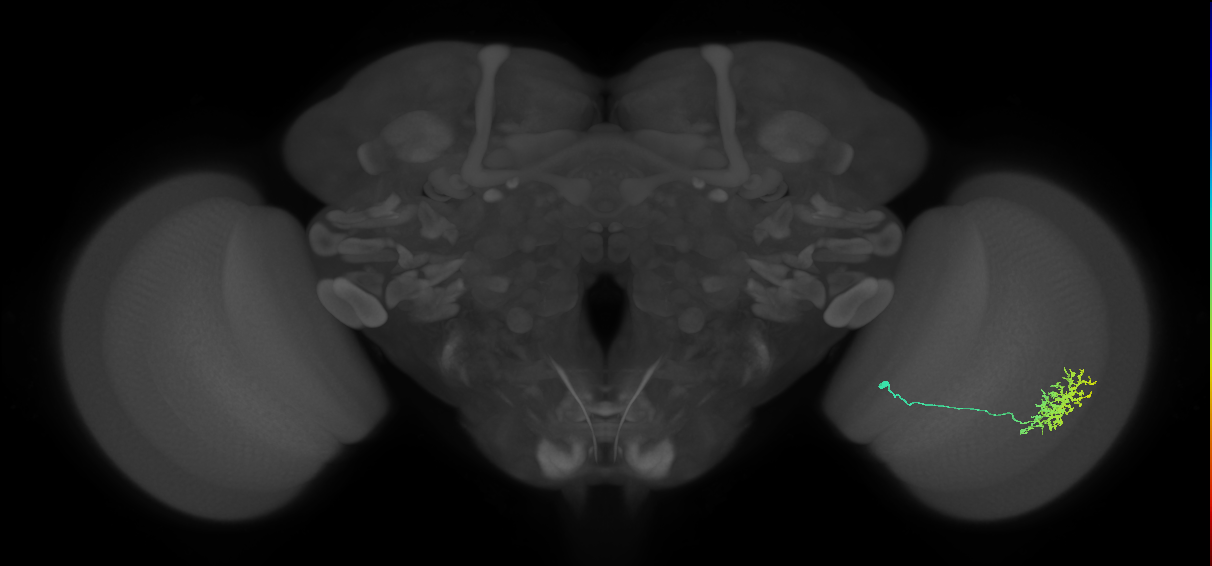 Cm11a_R (MaleCNS:54070)
