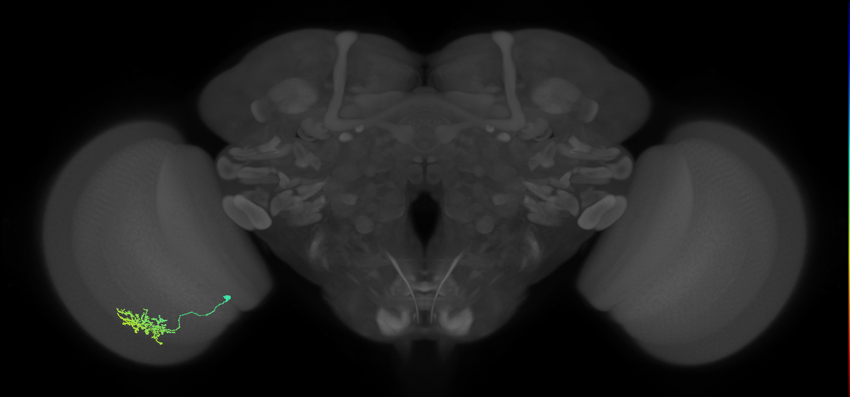 Cm11a_L (MaleCNS:74339)