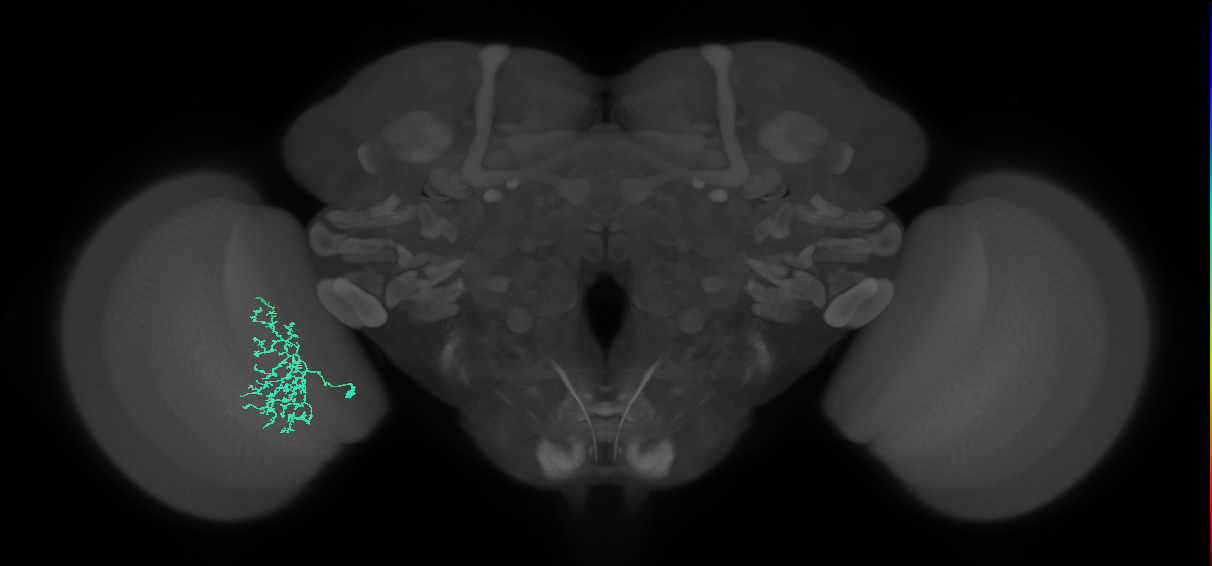 Cm11a_L (MaleCNS:63971)