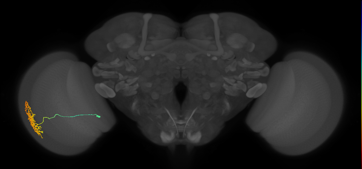 Cm11a_L (MaleCNS:531484)