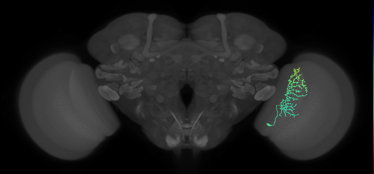 Cm11a_R (MaleCNS:47071)
