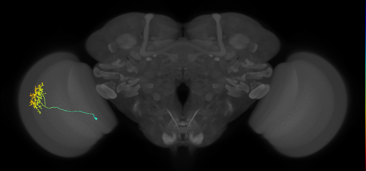 Cm11a_L (MaleCNS:48305)