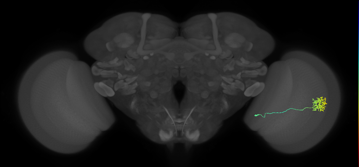 Cm11a_R (MaleCNS:56110)
